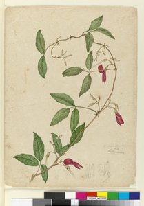 Kennedia rubicunda ، c.1803-06 (مرحاض ، قلم حبر ، قلم رصاص) بواسطة جون وليام لوين