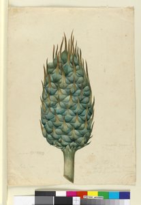Macrozamia، c.1803-06 (مرحاض ، قلم حبر ، قلم رصاص) بواسطة جون وليام لوين