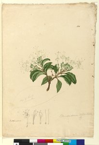 الصفحة 100. Clerodendrum tomentosum، c.1803-06 (مرحاض ، قلم حبر ، قلم رصاص) بواسطة جون وليام لوين
