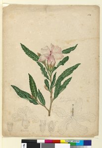 الصفحة 104. الكركديه heterophyllus ، ج 1803-06 (مرحاض ، قلم حبر وقلم رصاص) بواسطة جون وليام لوين