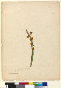 الصفحة 114. Bossiaea scolopendria، c.1803-06 (مرحاض ، قلم حبر ، قلم رصاص) بواسطة جون وليام لوين