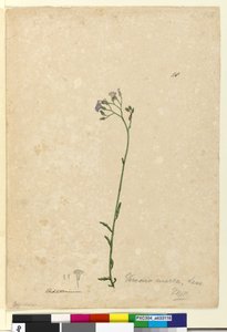 الصفحة 118. Vernonia cinerea، c.1803-06 (مرحاض ، قلم حبر ، قلم رصاص) بواسطة جون وليام لوين
