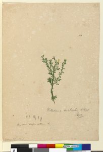 الصفحة 122. Vittadinia australis، c.1803-06 (مرحاض ، قلم حبر ، قلم رصاص) بواسطة جون وليام لوين