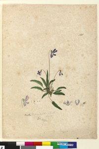 الصفحة 128. Viola betonicifolia، c.1803-06 (مرحاض ، قلم حبر ، قلم رصاص) بواسطة جون وليام لوين