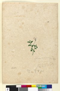 الصفحة 131. Lobelia purpurascens، c.1803-06 (مرحاض ، قلم حبر ، قلم رصاص) بواسطة جون وليام لوين