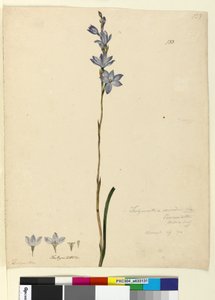 الصفحة 133. Thelymitra ixioides، c.1803-06 (مرحاض ، قلم حبر ، قلم رصاص) بواسطة جون وليام لوين