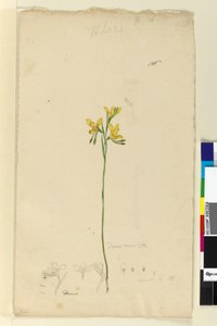 الصفحة 136. Diuris aurea، c.1803-06 (مرحاض ، قلم حبر ، قلم رصاص) بواسطة جون وليام لوين