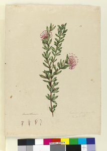 الصفحة 13. Grevillea punicea، c.1803-06 (مرحاض ، قلم حبر ، قلم رصاص) بواسطة جون وليام لوين