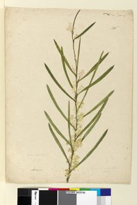 صفحة 146. أكاسيا سوفولينس ، ج 1803-06 (مرحاض ، قلم حبر ، قلم رصاص) بواسطة جون وليام لوين