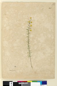 صفحة 148. أكاسيا أكيولارات ، حوالي 1803-06 (ألوان مائية وقلم وحبر وقلم رصاص) بواسطة جون وليام لوين