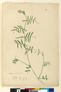 الصفحة 150. Lathyrus ، c.1803-06 (مرحاض وقلم وحبر وقلم رصاص)