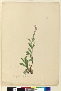 الصفحة 154. سيلين المتجنس ، 1803-06 (مرحاض ، قلم حبر ، قلم رصاص) بواسطة جون وليام لوين