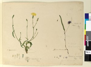 الصفحة 157. Hardenbergia monophyllaHardenbergia violacea؛ 158. Hypochaeris، c.1803-06 (مرحاض ، قلم حبر ، قلم رصاص) بواسطة جون وليام لوين