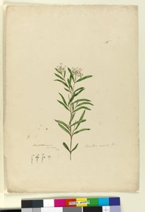 الصفحة 15. Grevillea sericea، c.1803-06 (مرحاض ، قلم حبر ، قلم رصاص) بواسطة جون وليام لوين