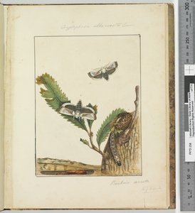 الصفحة 15. اللوحة 4 Cryptophasa alba، costa Lewin، 1803-04 (مطبوعات النقش الملونة) بواسطة جون وليام لوين