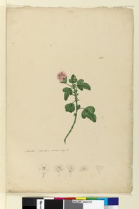 الصفحة 161. Malva capensis ، c.1803-06 (مرحاض ، قلم حبر ، قلم رصاص) بواسطة جون وليام لوين