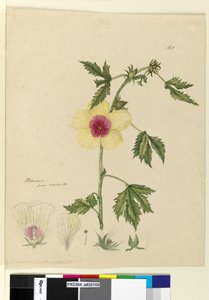 الصفحة 163. الكركديه ، ج 1803-06 (مرحاض ، قلم حبر وقلم رصاص) بواسطة جون وليام لوين