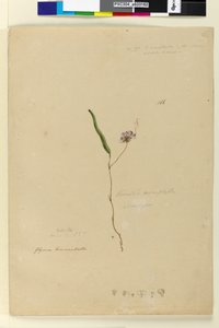 الصفحة 166. Kennedia monophyllaHardenbergia violacea، c.1803-06 (مرحاض ، قلم حبر ، قلم رصاص) بواسطة جون وليام لوين