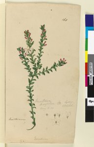 الصفحة 168. Eriostemon buxifolium ، c.1803-06 (مرحاض وقلم وحبر وقلم رصاص) بواسطة جون وليام لوين