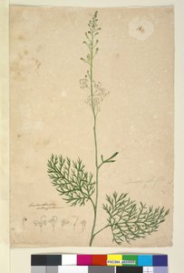 الصفحة 16. Lomatia silaifolia ، c.1803-06 (مرحاض ، قلم حبر ، قلم رصاص) بواسطة جون وليام لوين