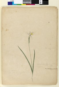 الصفحة 170. Diplarrhena moraea، c.1803-06 (مرحاض ، قلم حبر ، قلم رصاص) بواسطة جون وليام لوين