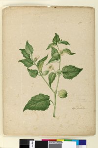 الصفحة 172. Physalis edulis، c.1803-06 (مرحاض ، قلم حبر ، قلم رصاص) بواسطة جون وليام لوين