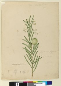 الصفحة 173. Asclepias fruticosa ، c.1803-06 (مرحاض ، قلم حبر ، قلم رصاص) بواسطة جون وليام لوين