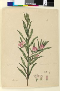 الصفحة 174. Crowea saligna ، c.1803-06 (مرحاض ، قلم حبر وقلم رصاص) بواسطة جون وليام لوين