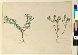 الصفحة 179. Gompholobium ؛ 180. Poranthera ericafolia، c.1803-06 (مرحاض ، قلم حبر ، قلم رصاص) بواسطة جون وليام لوين