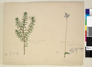 Page 183. Westringia rosmarinifolia Westringia fruiticosa؛ 184. Glossodia major، c.1803-06 (مرحاض ، قلم حبر ، قلم رصاص) بواسطة جون وليام لوين