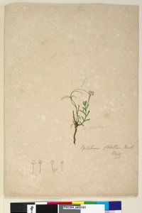 الصفحة 187. Epilobium glabellum، c.1803-06 (مرحاض ، قلم حبر ، قلم رصاص) بواسطة جون وليام لوين