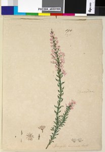 الصفحة 190. Sprengelia incarnata، c.1803-06 (مرحاض ، قلم حبر ، قلم رصاص) بواسطة جون وليام لوين