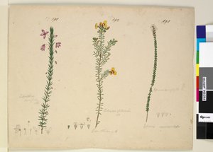 الصفحة 191. Tetratheca ericifolia؛ 192 - ديلوينيا غلابريما ؛ 193. Epacris microphylla، c.1803-06 (مرحاض ، قلم حبر ، قلم رصاص)