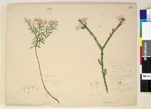 الصفحة 194. Zieria lanceolata Zieria smithii؛ 195. رقم سيئ لأنواع كاليثريكس ... ، ج 1803-06 (مرحاض ، قلم حبر ، قلم رصاص) بواسطة جون وليام لوين