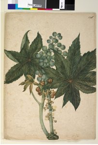 الصفحة 196. Ricinus Ricinus communis ، c.1803-06 (مرحاض ، قلم حبر ، قلم رصاص) بواسطة جون وليام لوين