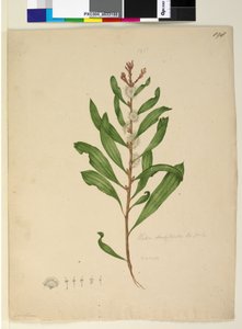 الصفحة 198. Hakea dactyloides ، c.1803-06 (مرحاض وقلم وحبر وقلم رصاص) بواسطة جون وليام لوين