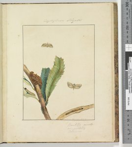 الصفحة 19. اللوحة 5 Cryptophasa Strigata ، 1803-04 (مطبوعات النقش الملونة) بواسطة جون وليام لوين