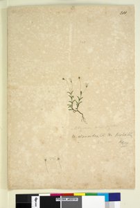 الصفحة 201. Mitrasacme alsinoides، c.1803-06 (مرحاض ، قلم حبر ، قلم رصاص) بواسطة جون وليام لوين