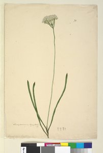 الصفحة 20. Conospermum longifolium، c.1803-06 (مرحاض ، قلم حبر ، قلم رصاص) بواسطة جون وليام لوين