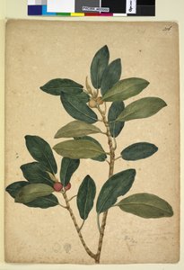الصفحة 216. Ficus rubiginosa، c.1803-06 (مرحاض ، قلم حبر ، قلم رصاص) بواسطة جون وليام لوين