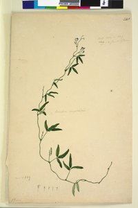 الصفحة 218. Kennedia comptoniana Hardenbergia comptoniana، c.1803-06 (مرحاض ، قلم حبر ، قلم رصاص) بواسطة جون وليام لوين
