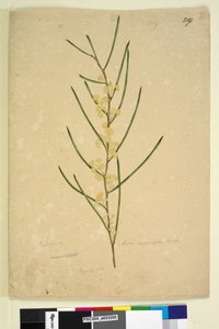 الصفحة 219. أكاسيا أنجوستيفوليا ، ج 1803-06 (مرحاض ، قلم حبر ، قلم رصاص) بواسطة جون وليام لوين