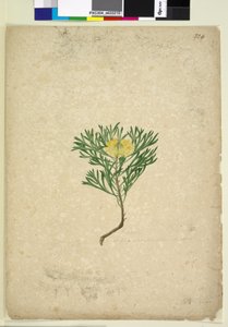 الصفحة 224. Isopogon anemonifolius، c.1803-06 (مرحاض ، قلم حبر ، قلم رصاص) بواسطة جون وليام لوين