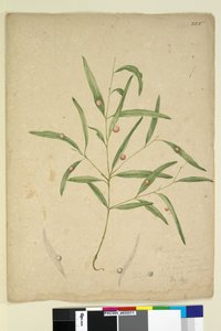 الصفحة 225. فرع من أنواع الأوكالبتوس تحمل ... ، ج 1803-06 (مرحاض ، قلم ، حبر وقلم رصاص) بواسطة جون وليام لوين