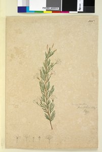 الصفحة 226. Ricinocarpus pinifolius، c.1803-06 (مرحاض ، قلم حبر ، قلم رصاص) بواسطة جون وليام لوين