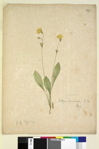 الصفحة 227. فيليا بارادوكسا ، ج 1803-06 (مرحاض ، قلم حبر ، قلم رصاص) بواسطة جون وليام لوين