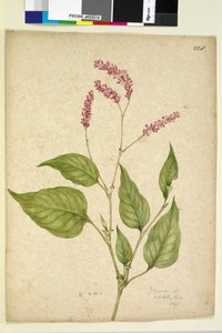 الصفحة 228. بوليغونوم أورينتال ، ج 1803-06 (مرحاض ، قلم حبر وقلم رصاص) بواسطة جون وليام لوين
