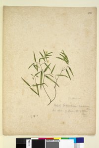 الصفحة 230. Geitonoplesium Cymosum، c.1803-06 (مرحاض ، قلم حبر ، قلم رصاص) بواسطة جون وليام لوين