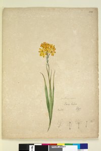 الصفحة 232. Ixia lutea، c.1803-06 (مرحاض ، قلم حبر ، قلم رصاص) بواسطة جون وليام لوين