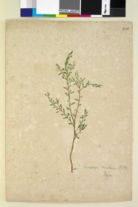 الصفحة 233. Leucopogon ، c.1803-06 (مرحاض ، قلم حبر وقلم رصاص) بواسطة جون وليام لوين